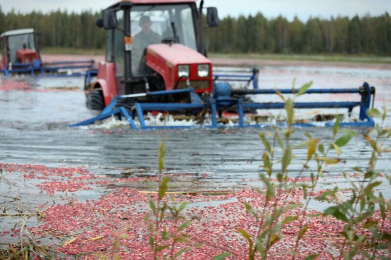 как в Полесье собирают 