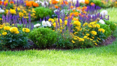 2 миллиона цветов