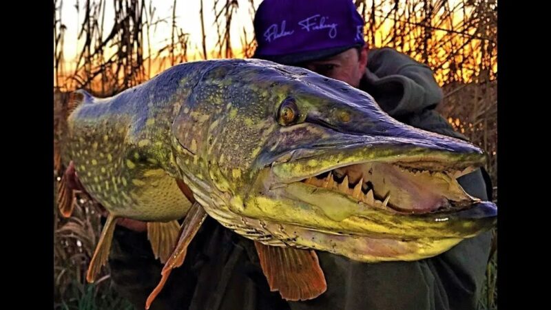 Белорус удивил TikTok