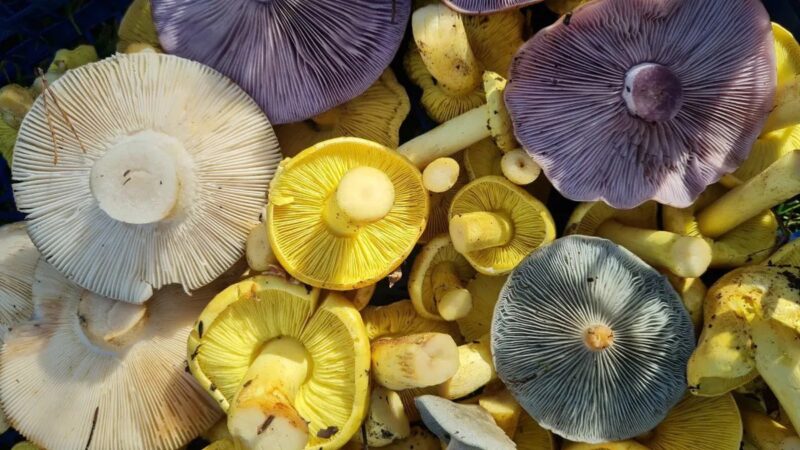 белорусы снова массово несут