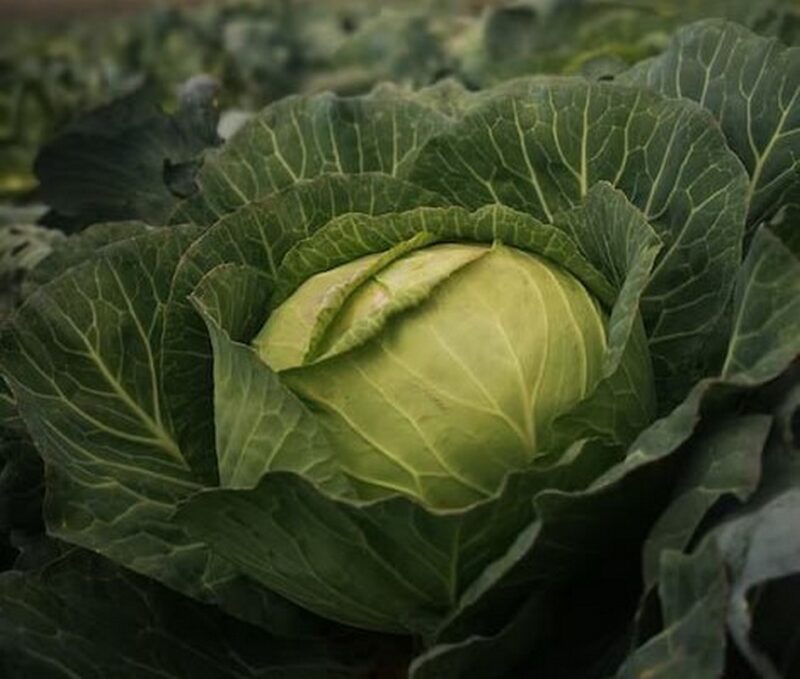 Под Берестовицей