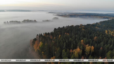 В Беловежской пуще изучают