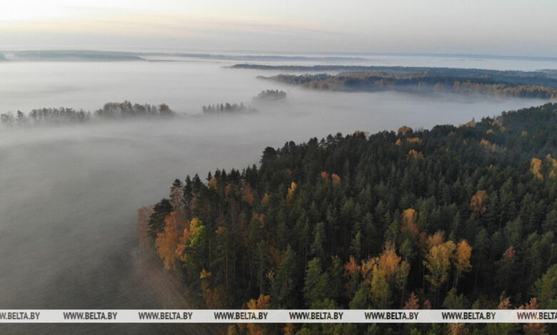 В Беловежской пуще изучают