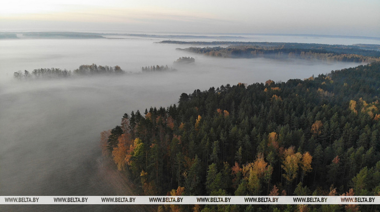 В Беловежской пуще изучают