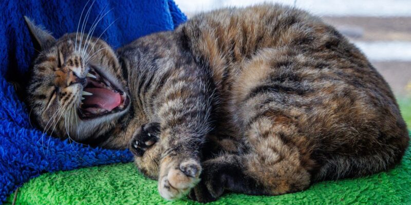 Белорус взял 9 рассрочек