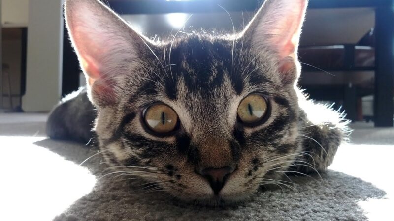 подборка самых забавных пушистиков