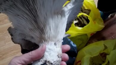 Под Гродно нашли гигантский гриб