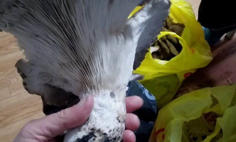 Под Гродно нашли гигантский гриб