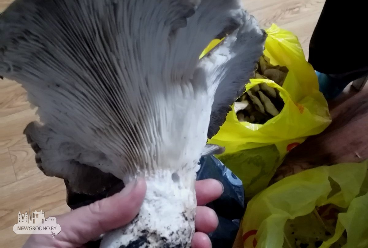 Под Гродно нашли гигантский гриб