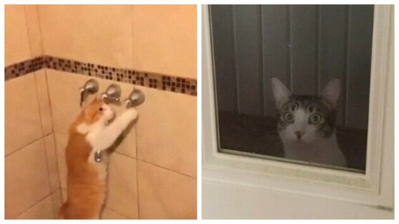 30 странных кошачьих привычек