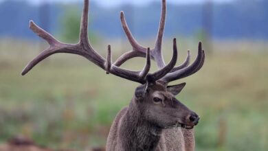 В Беларусь едут охотники