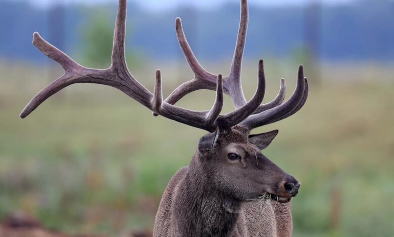 В Беларусь едут охотники