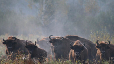 Беларусь - только третья