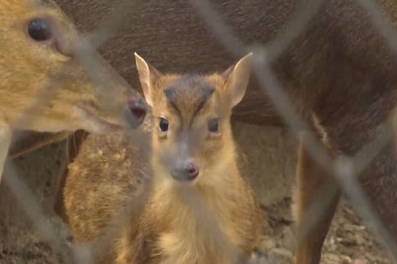 Третий малыш