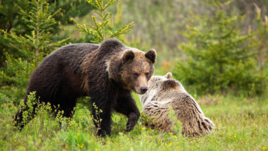Зачем в Беларуси разрешили