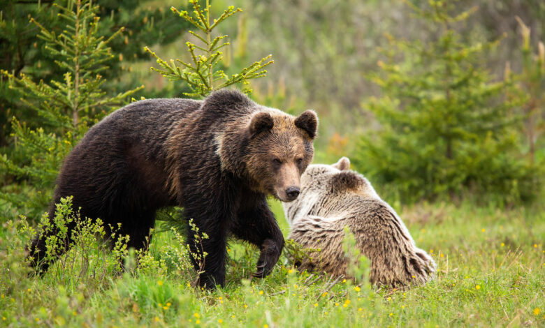 Зачем в Беларуси разрешили