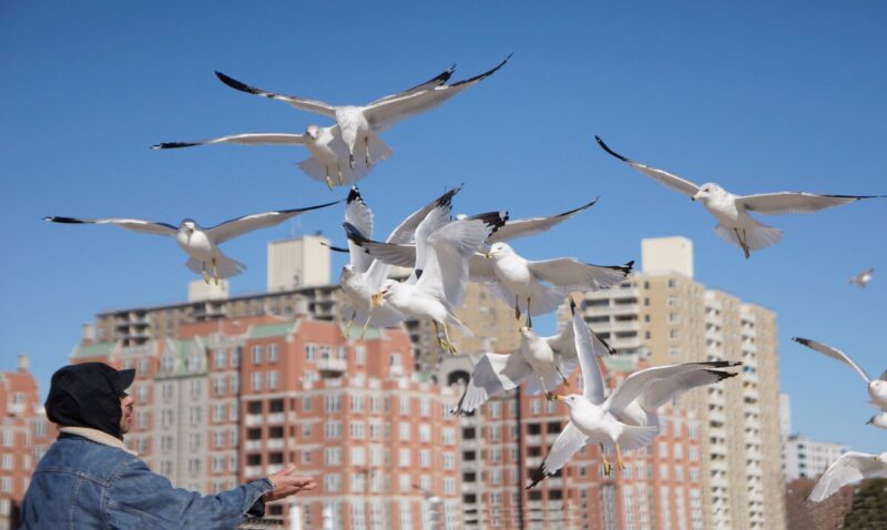 почему птицы