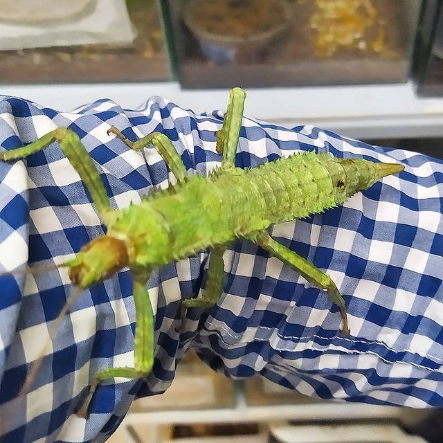 В Гродненском зоопарке открывается новый павильон