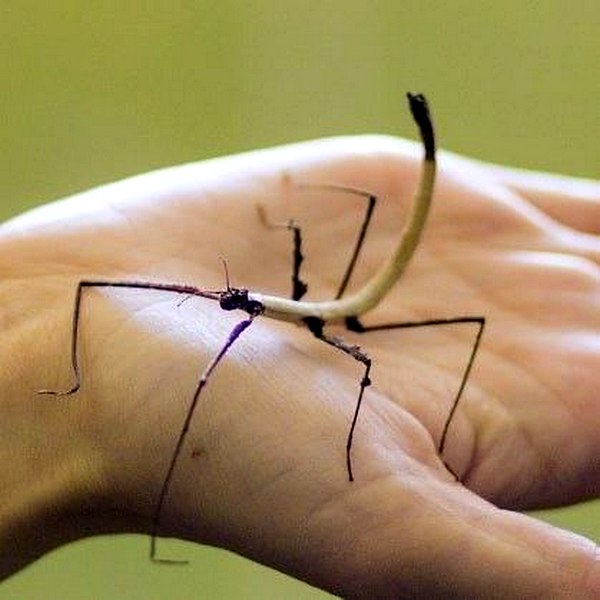 В Гродненском зоопарке открывается новый павильон