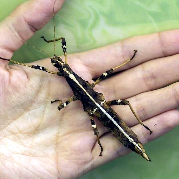 В Гродненском зоопарке открывается новый павильон