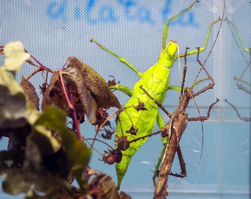 В Гродненском зоопарке открывается новый павильон