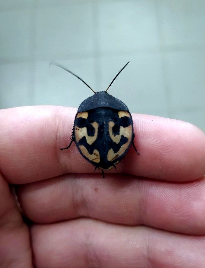 В Гродненском зоопарке открывается новый павильон