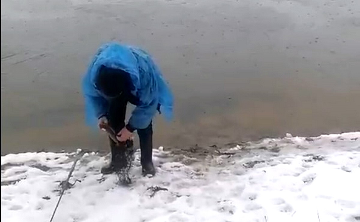 Под Гродно сняли варварский метод