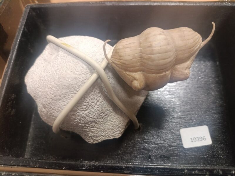 польская таможня