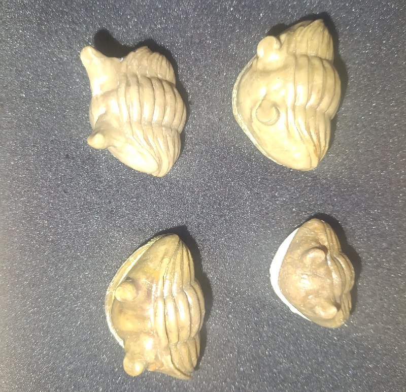 польская таможня