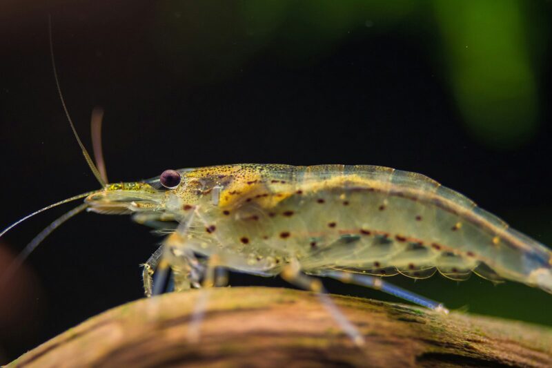 фермер из Беларуси