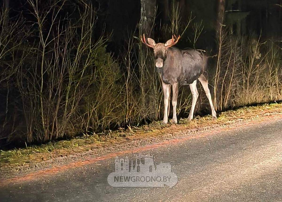 Водитель показал