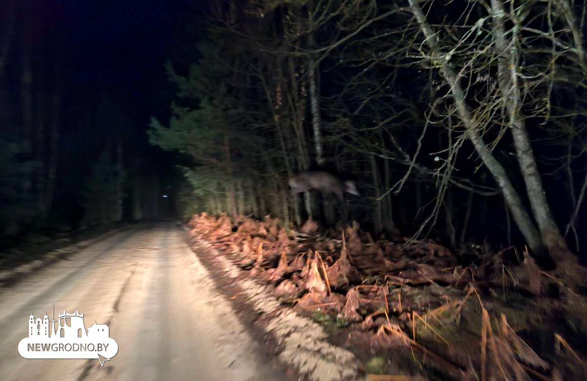 Водитель показал