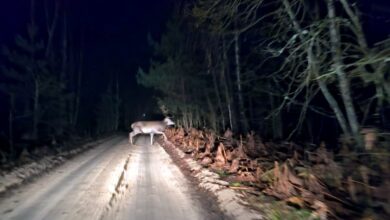 Водитель показал