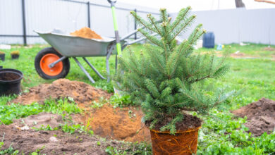 Когда можно выкопать