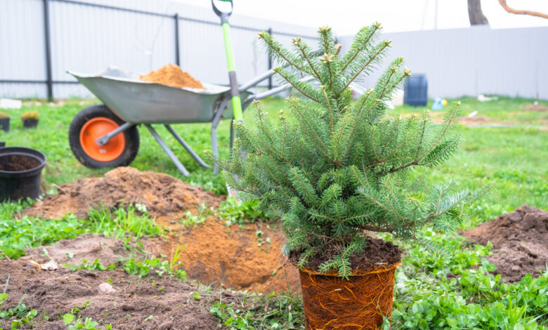 Когда можно выкопать