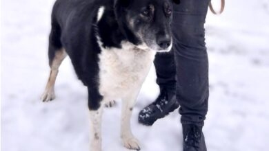 Трогательная история собаки-охранницы из гродненского зоопарка