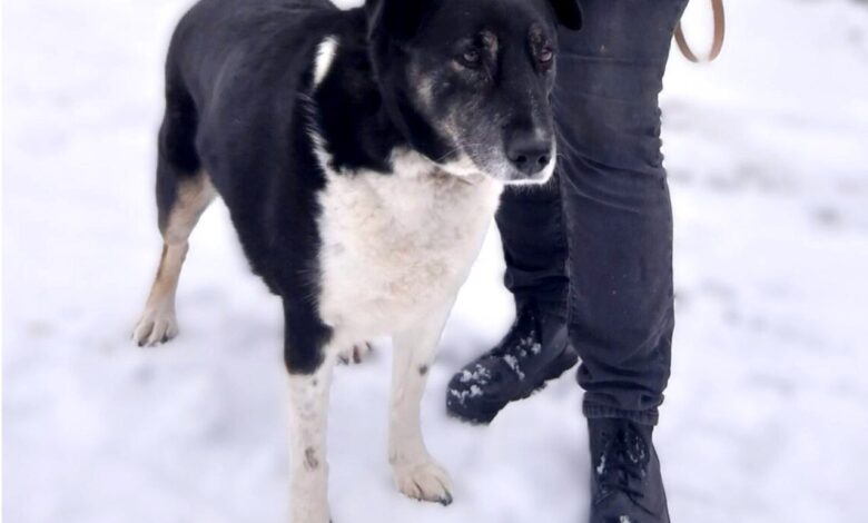 Трогательная история собаки-охранницы из гродненского зоопарка