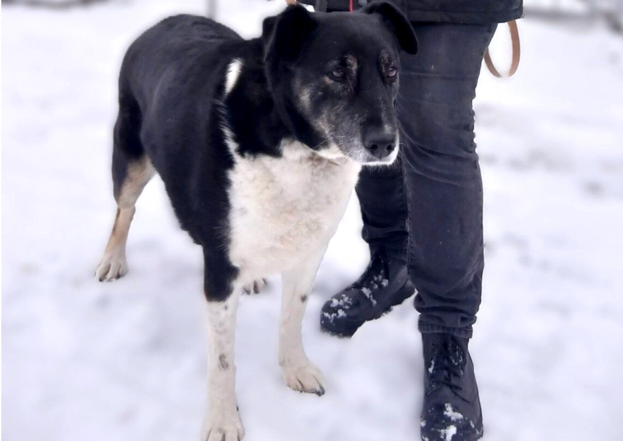 Трогательная история собаки-охранницы из гродненского зоопарка