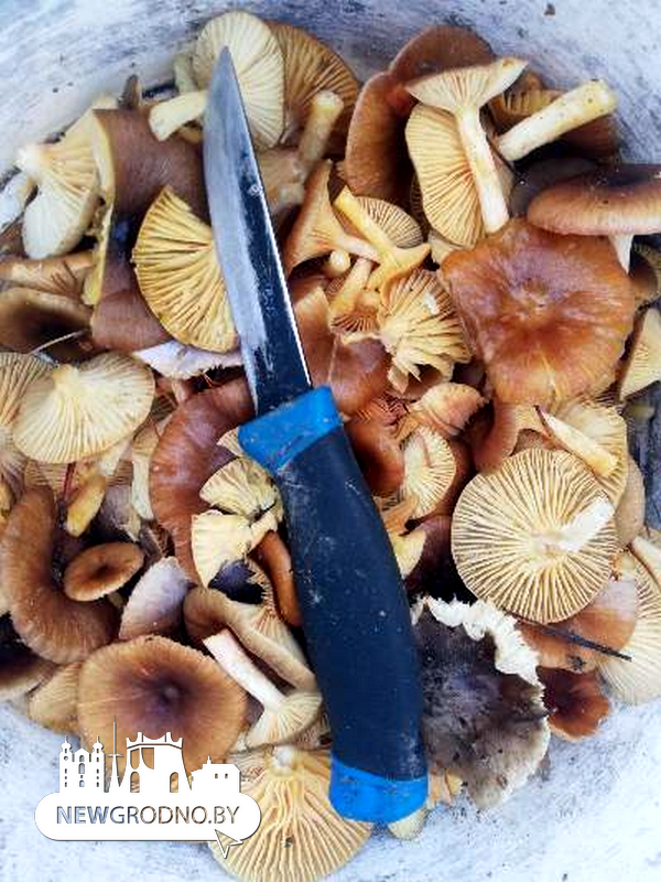 Гродненцы и зимой продолжают ходить