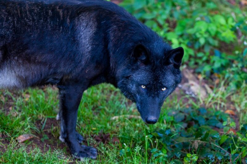 в Гродненской области