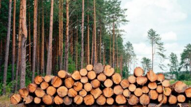 Дрова в Гродненской области