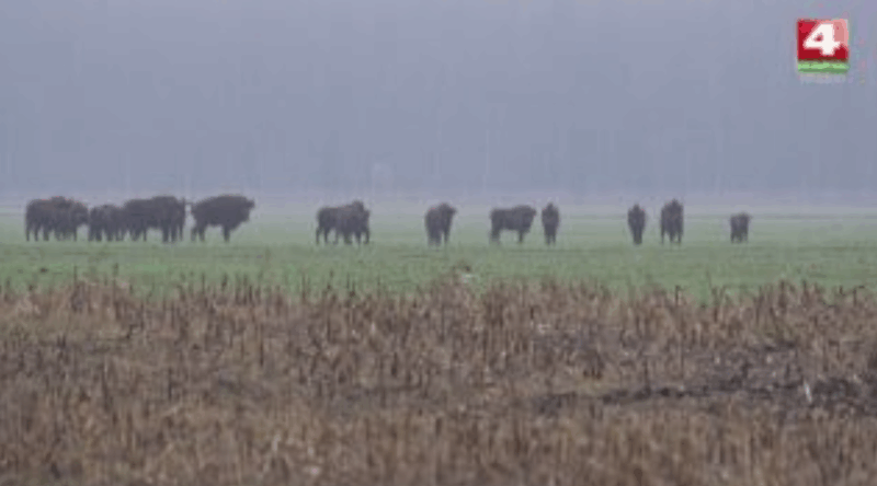 как под Гродно