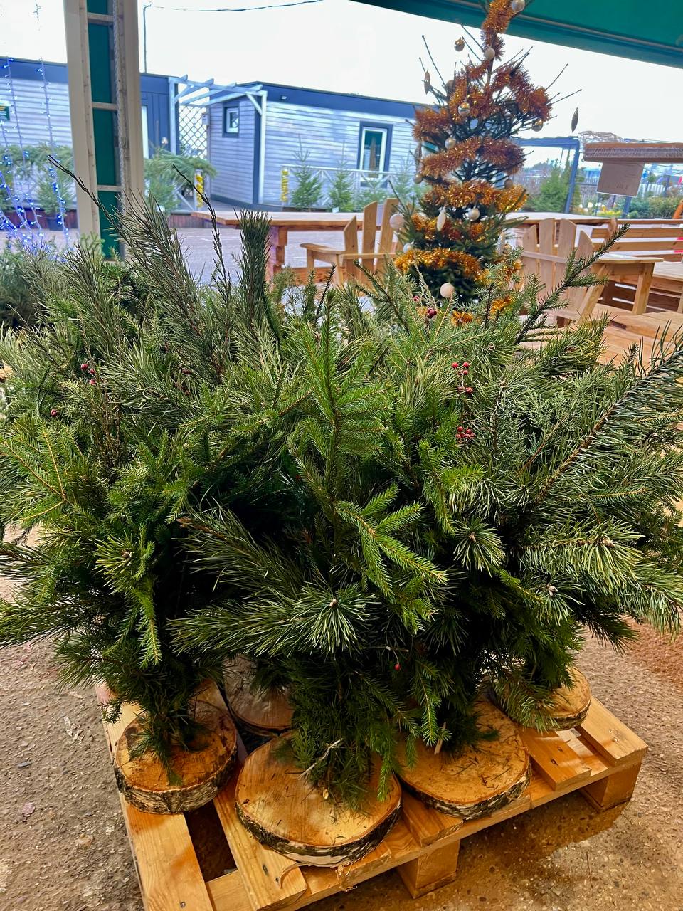 Гродненский лесхоз приглашает