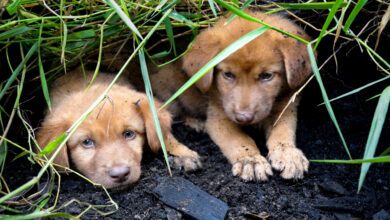Жительница Витебска