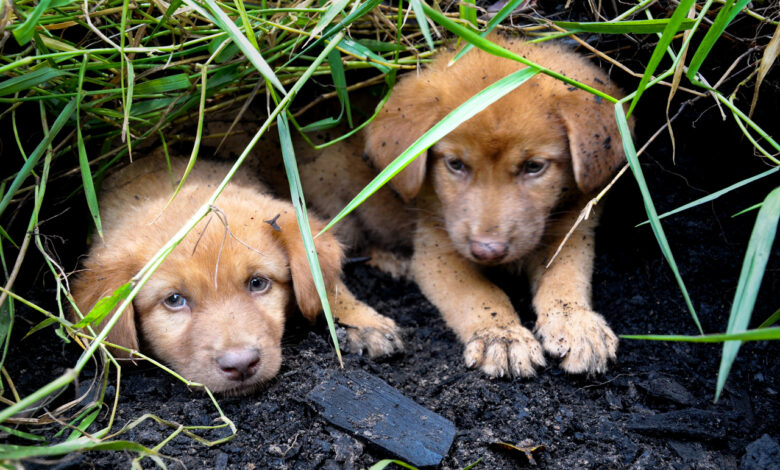 Жительница Витебска