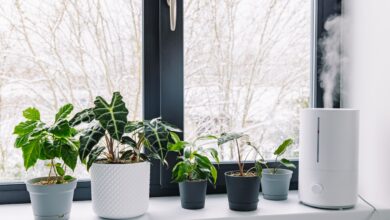 Почему комнатные цветы