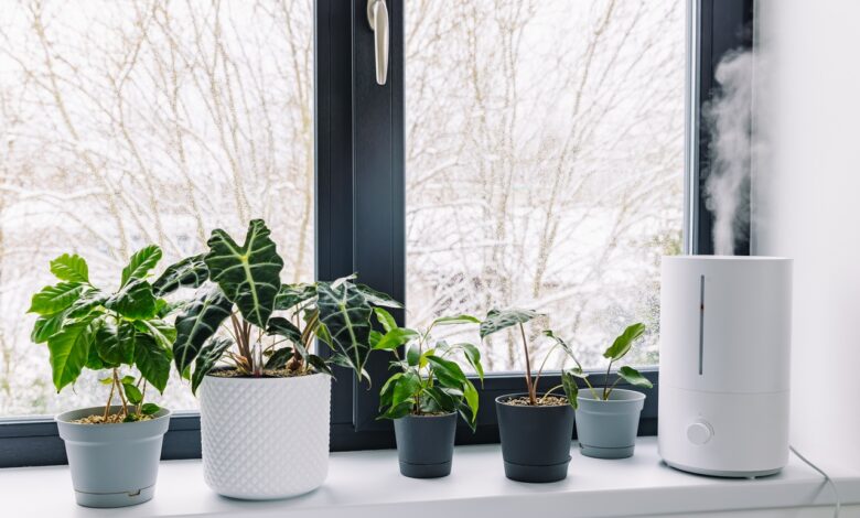 Почему комнатные цветы