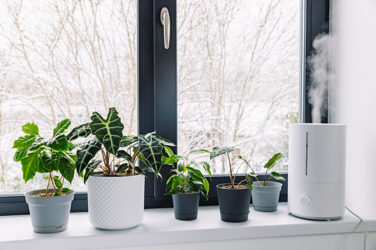 Почему комнатные цветы