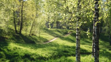 В Минске прекращают