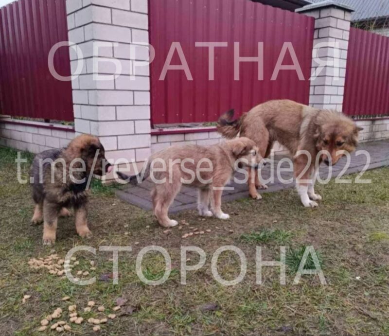 В Могилёве задержан